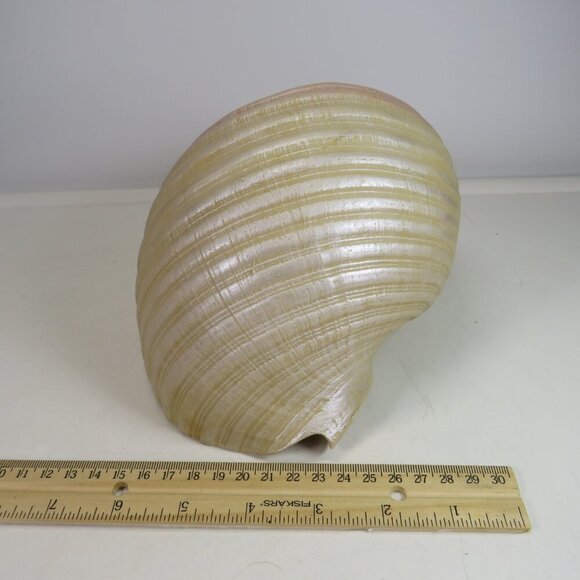 Faux Sea shell light pink & cream some iridescences  9" long 5" tall - Picture 4 of 12